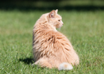 Jackson Pets!